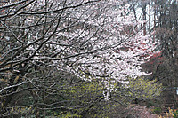 和田山桜