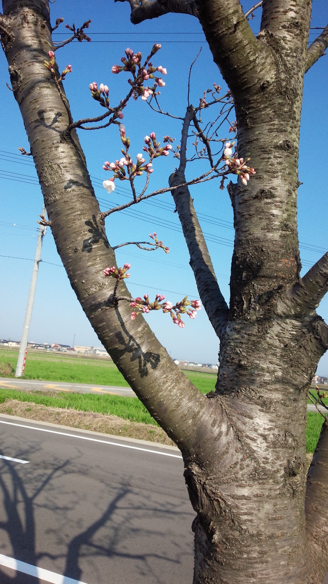観察中の桜の木